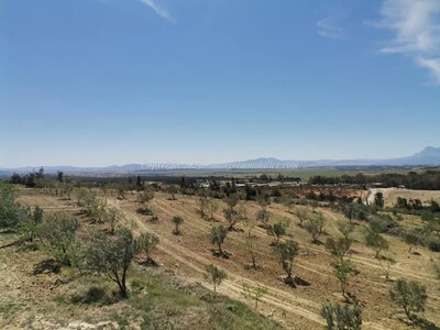 Agricol Hatous Mango Hammamet