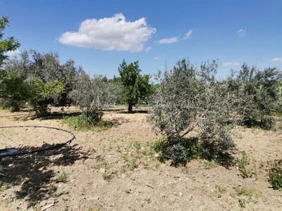 Terrain Borj Hfaiedh Mango Hammamet