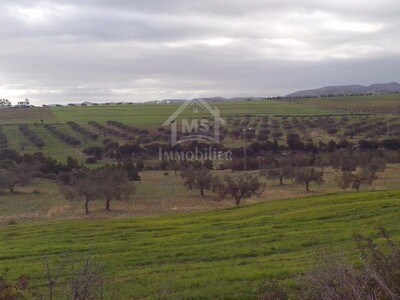 Terrain de 4 hectares vue de mer à vendre à Hammamet Sud à 650 MD