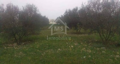 Terrain de 25 hectares avec 3 maisons à vendre à 400 MD