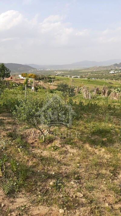 Terrain arboré de 1000 m² à Hammamet Sud à vendre à 55 MD