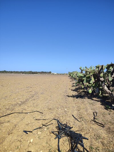 un terrain agricole à elhouaria