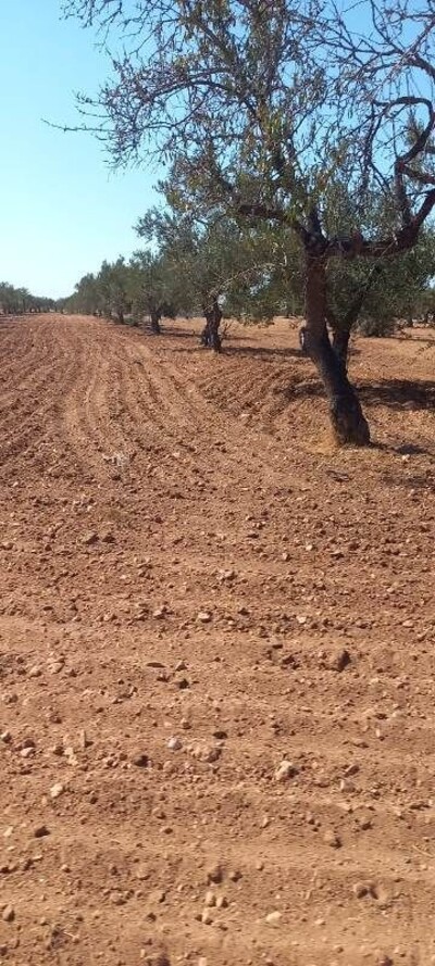 Terrain META SIDI MTIR