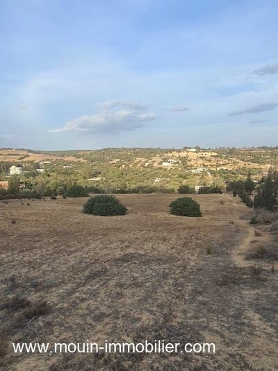 TERRAIN YANIS AV Birbouregba Oued Lassoued I