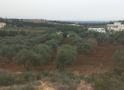 Opportunité à saisir: terrain agricole à Mornag