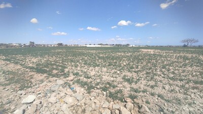 Vente d'un terrain agricole à El Maamoura plage