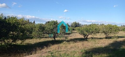 av senya a beni khalled w