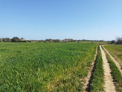 terrain arboré oliviers