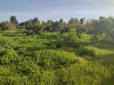 terrain agricole arboré a nabeul