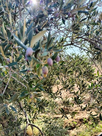 terrain agricole pour votre futur investissement
