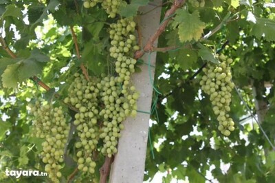 propriété agricole a soliman