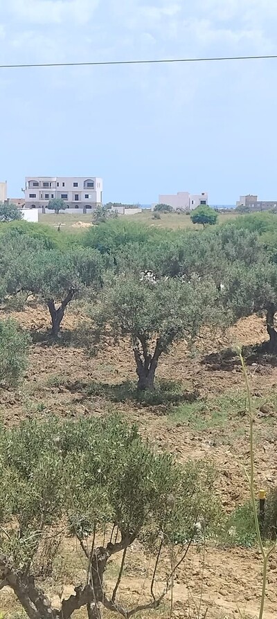 300m hamammet sud cote mer