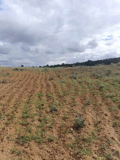 AV terrain 4100m à zaghouan zriba