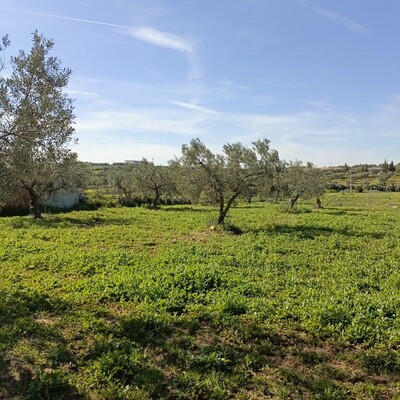 Av beau terrain 1680m à MONCHAR hammamet sud