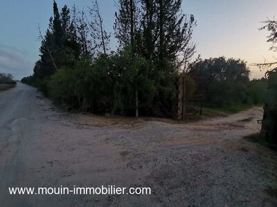TERRAIN SIDRA 2 Borj Hfaiedh Bouargoub II I