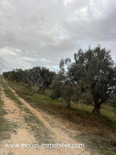 TERRAIN CLAUDIA Hammamet Sud Douikhla II I I