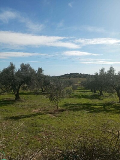 AV terrain de 9000m avec 120 olivier à zaghouan zriba
