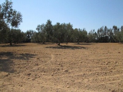Terrain Basbaseya 994m à 10 min de Hammamet sud
