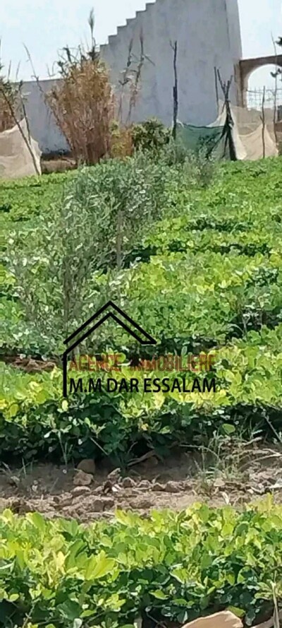 terrain agricole contenant des arbres