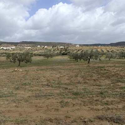 AV terrain de 4500+13 oliviers à hammamet