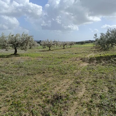 AV terrain 4500m+13 oliviers à hammamet sud