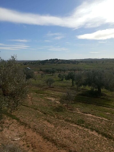 AV terrain 9000m+120oliviers à zeriba