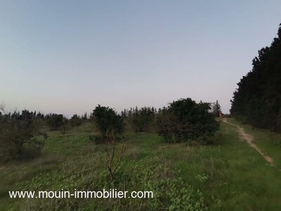 Terrain Sidra SDR AV à Hammamet Borj Hfaiedh