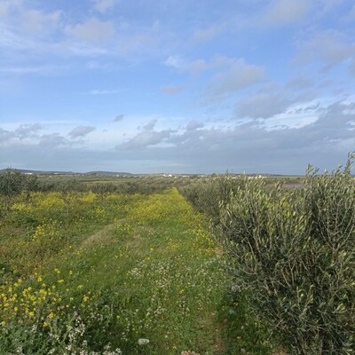 AV beau terrain de 1000m à monchar
