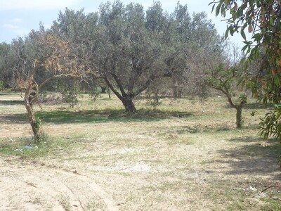 AV 5 lots de terrain à Mrezga hammamet