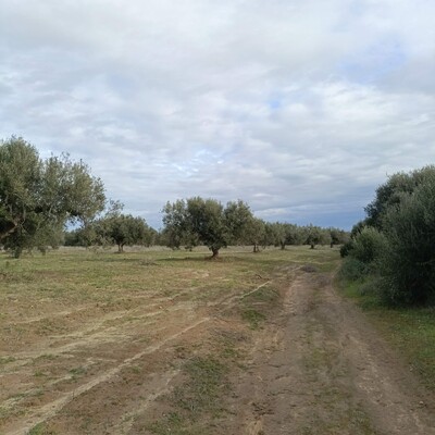 bonne affaire terrain 290m à 5mins de yasmine hammamet