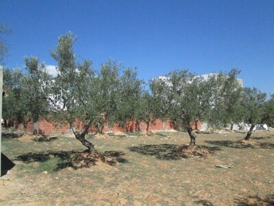 Terrain 400m à Hammamet nord