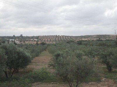 250 hectares land aria