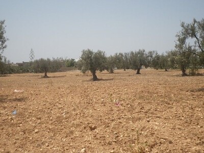 for sale Terrain 5hectar in a small village A 10 min of bouficha