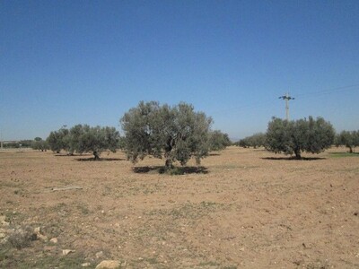 Terrain 5 hectare et 5000m Ain Rahma