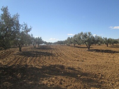 Field 4hectares and 4000 m in sidi Kristin Hammamet