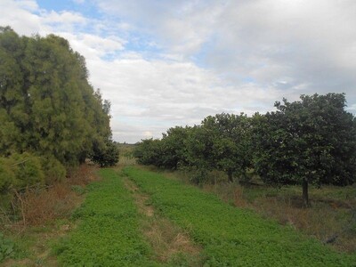 for sale senia 22023 metres near a paved road