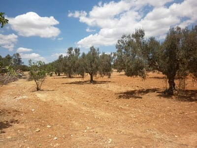Terrain 204m a 10 min de Hammamet Sidi Hamed