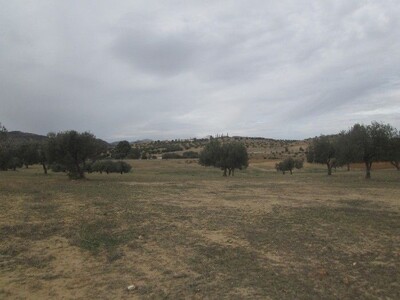 Terrain agricole 5 hectares et 3950m à sidi khlifa