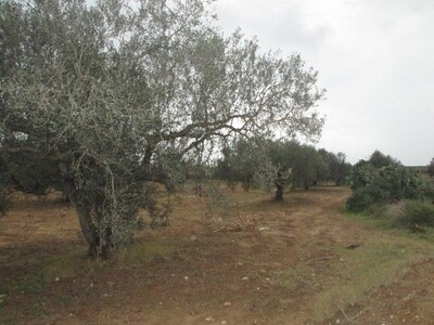 Terrain 1 hectare plante d’olive à sidi Saïd