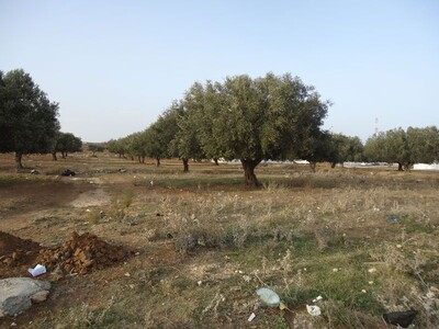 Terrain el Besbasiya