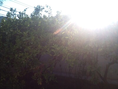 nostalgie et fierte hammamlifoise