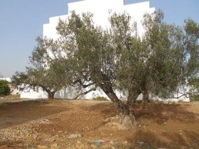 terrain coté samira club hammamet