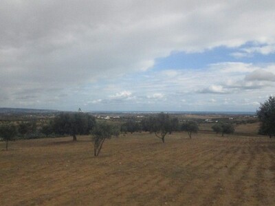 AV terrain agricole 1 hectare tafarnin