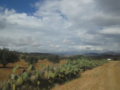 AV terrain tafarnine sidi Jdidi Hammamet