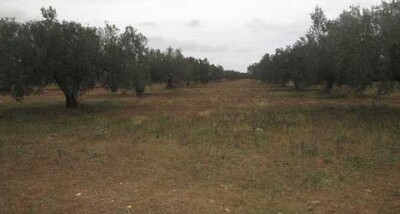 A sidi Saïd terrain un hectare planté olive