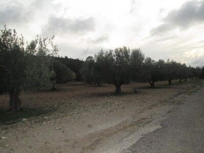 Sur la route goudronnée à sidi Khalifa 1hectare 5000m