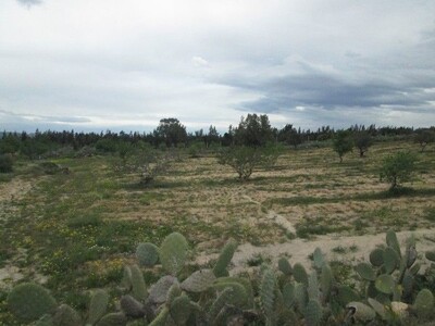 à la campagne de Hammamet terrain 5254m