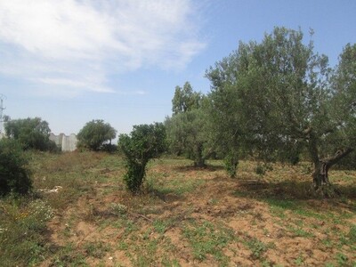 Senya 1 hectare 5000m à 10min de nabeul