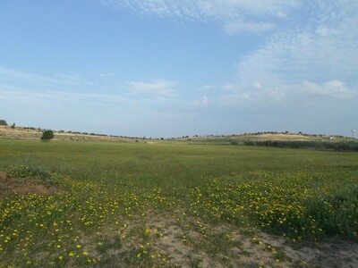 Agricultural land around Hammamet