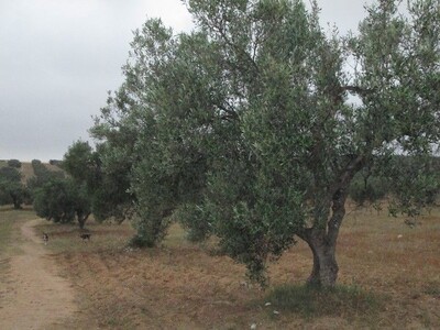 Terrain 1500m a Sidi Hmed